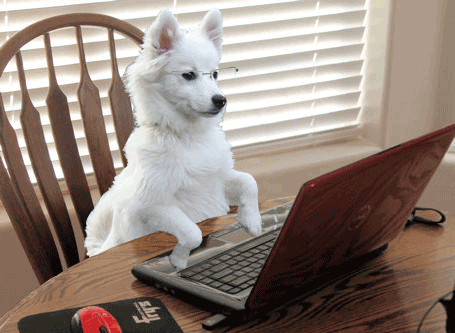 Animals Using Computer Gif Dog On Computer Gif